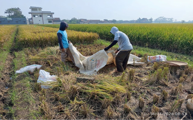 Program Studi S1 Geografi UM Melaksanakan Riset Produktivitas Padi Peri-Urban melalui KONEKSI MyINDAH Project untuk Mendukung Ketahanan Pangan Berkelanjutan